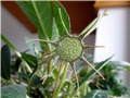 Dorstenia foetida